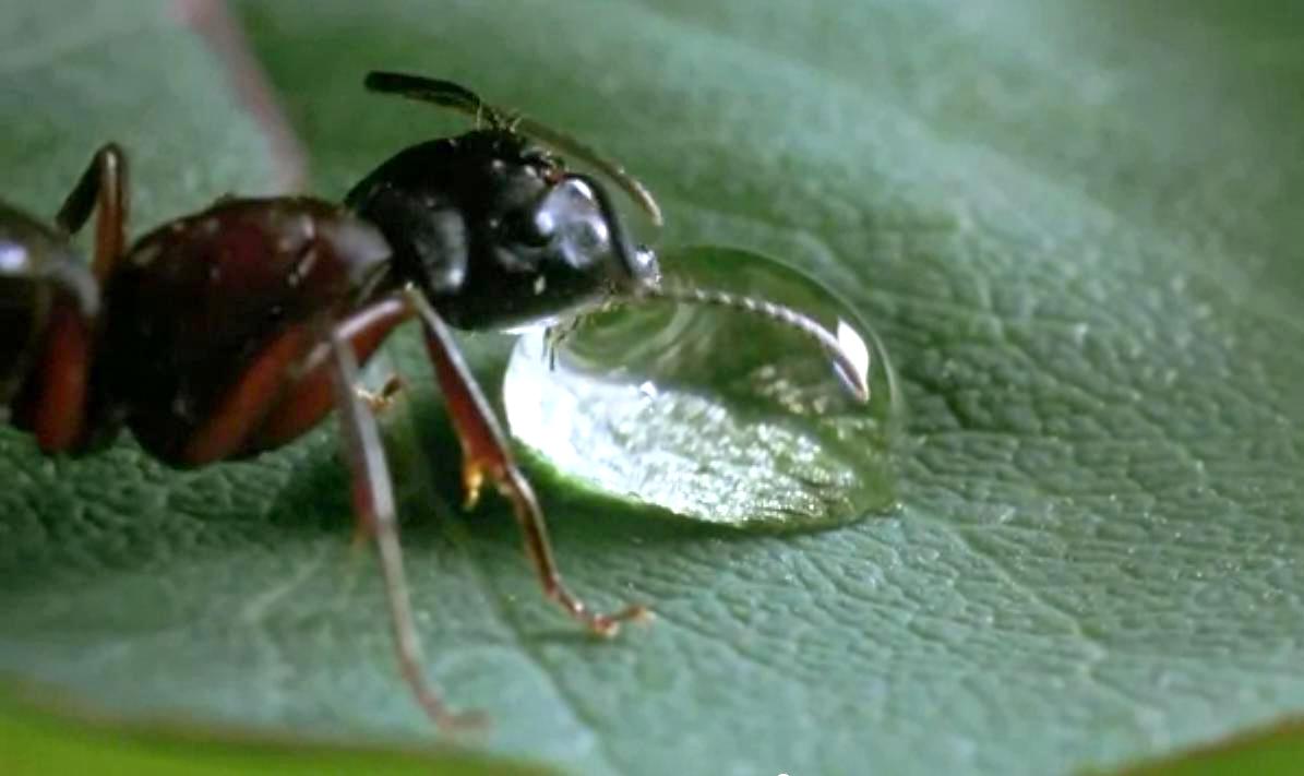 The “Wondrous Truth” of Microcosmos