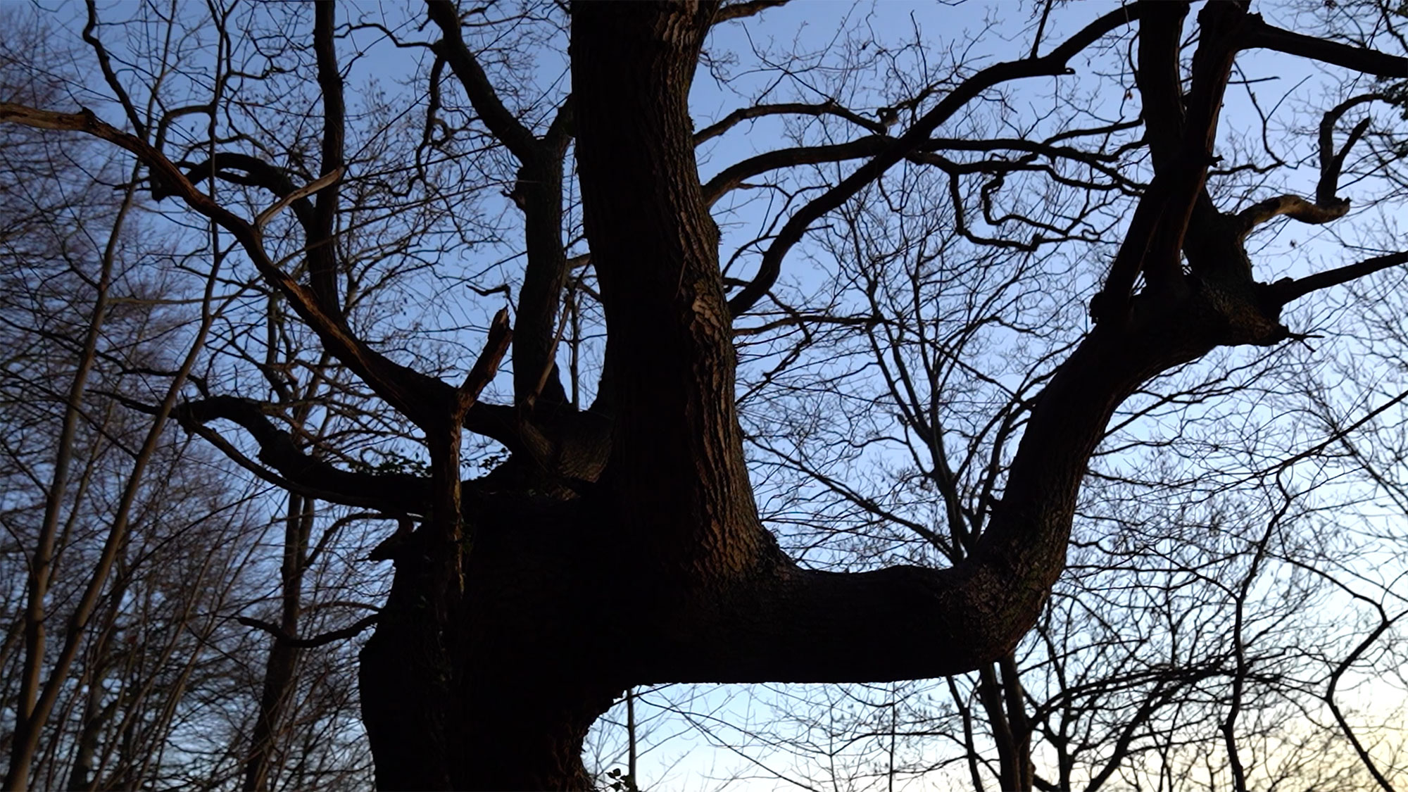169 Seconds: What tree trunks really look like