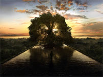 Fig.1: Livets træ ud i The Fountain. Det beskrives ikke i Bibelen (Første Mosebog 2:9-11), og Aronofsky har valgt at betone den runde organiske form, der går igen andre steder i filmens billedunivers. Derom senere. Bemærk også modlyset, der er genkommende element i filmen.)