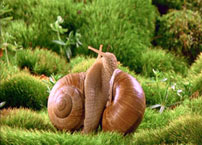 Fig. 1. Snails in love.