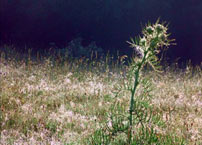 Fig. 2. A thornbush.