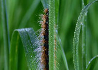 Fig. 3. A graphic match. Dew is introduced into the formal system.