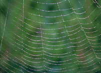 Fig. 4. A dewy spider web.