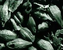 Fig. 4. Ødelagte korn. Foto: Det Danske Filminstitut.