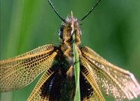 Fig. 6. Glistening wings.