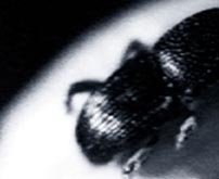 Fig. 5-6. Kornet og kornsnudebillen. Fotos: Det Danske Filminstitut.