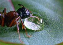 Fig. 7. A drop of dew is consumed.
