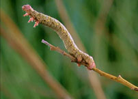 Fig. 8. An inchworm and...