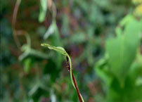 Fig. 9.... the graphic match of a weed in the subsequent shot.