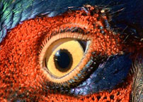 Fig. 10. A bird’s eye.