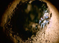 Fig. 11. An ocular entranceway.