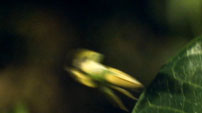 Fig. 8: I springet.