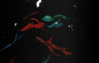 Fig. 10: Rumble Fish i farver.