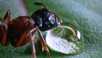 The “Wondrous Truth” of Microcosmos